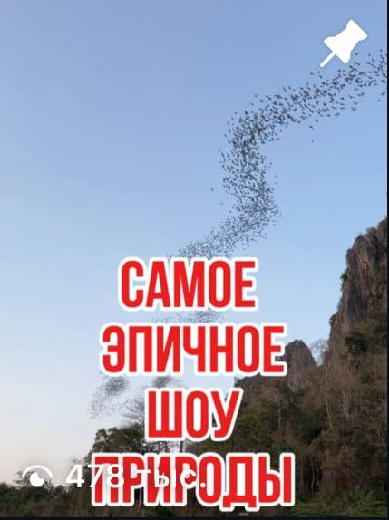 Стая летучих мышей над скалами на закате